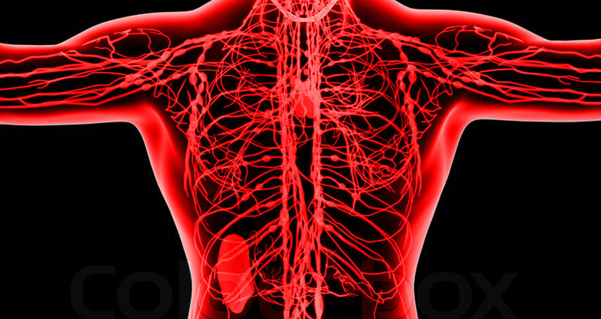 Lymphsystem-1